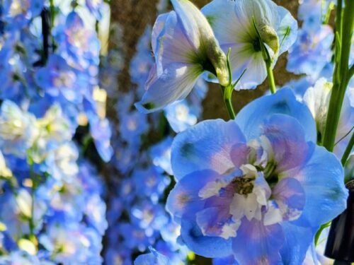 longwood-gardens